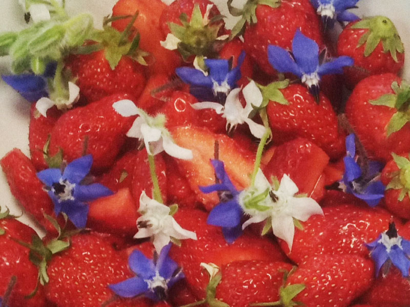 cuisine-fleurs-comestibles-fraise-bourrache