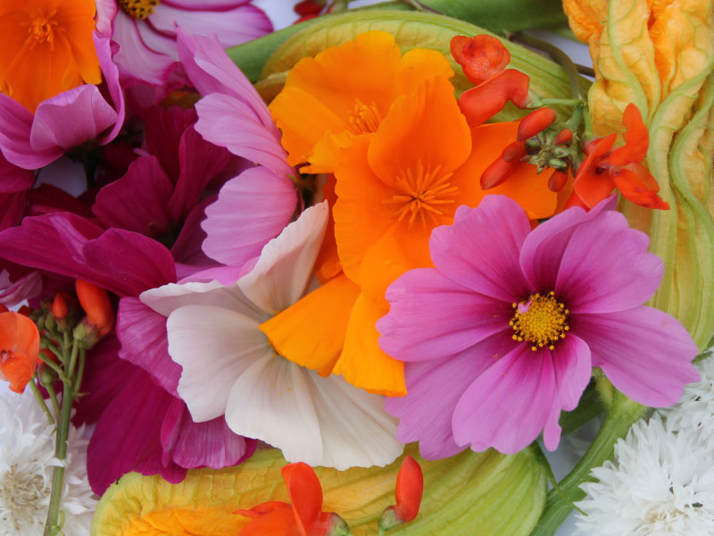 cuisine-fleurs-comestibles-melange-1