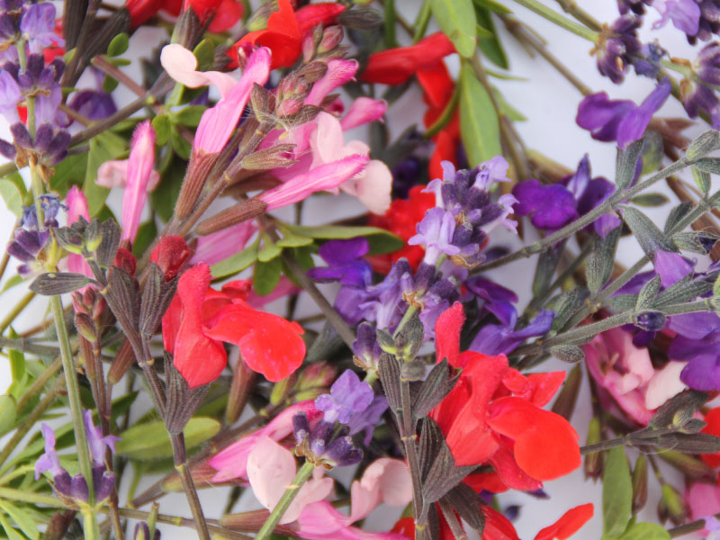 cuisine-fleurs-comestibles-melange-2