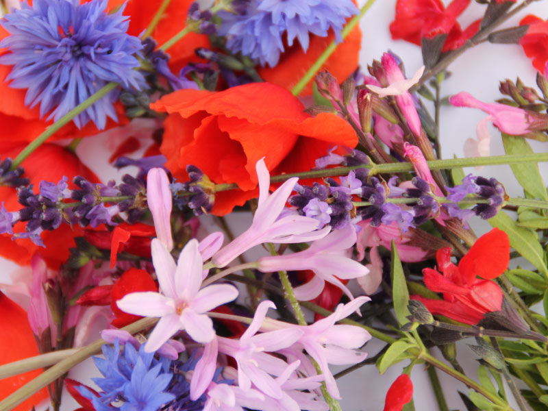 cuisine-fleurs-comestibles-melange-4