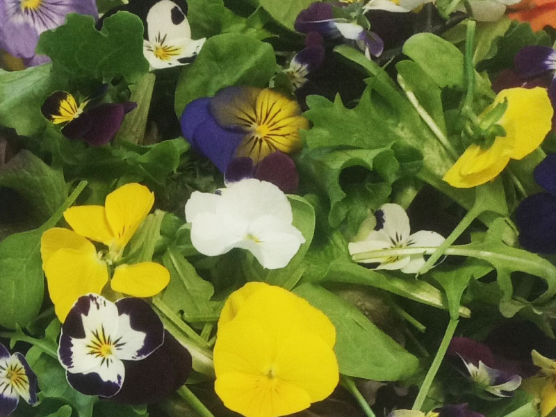 cuisine-fleurs-comestibles-mesclun