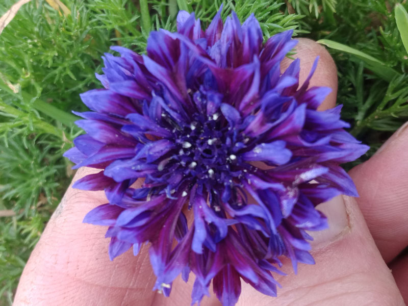 fleurs-comestibles-bleuets-2