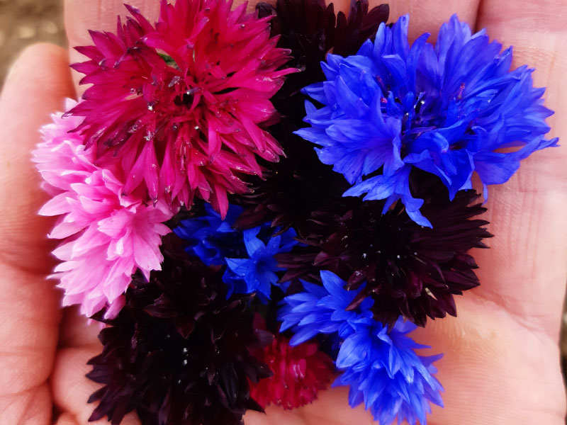 fleurs-comestibles-bleuets