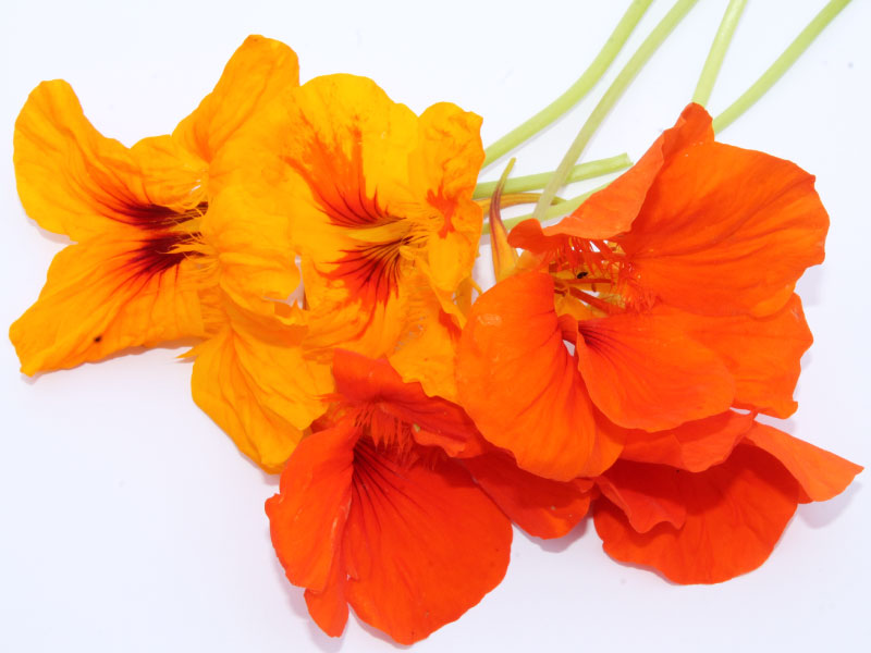 fleurs-comestibles-bloommh-49