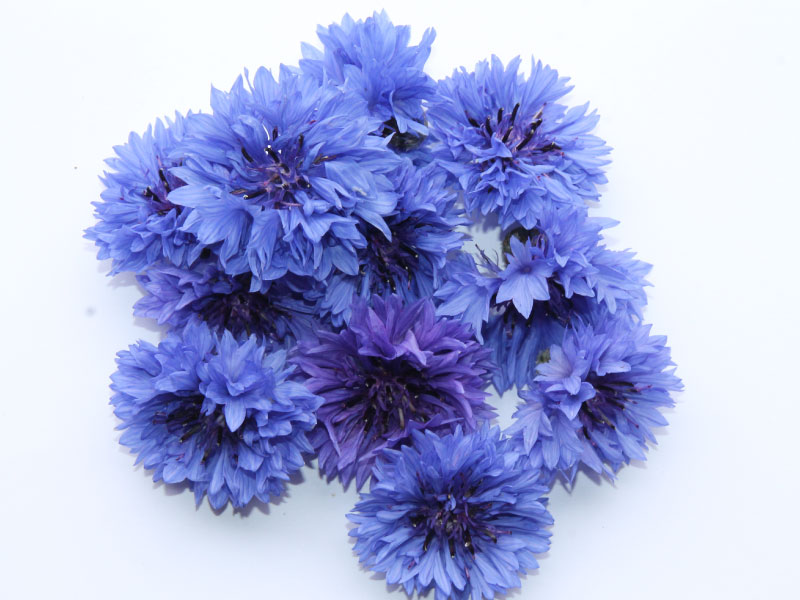 bloommh-Bourrache Bloommh!-Bleuet-Fleurs-Comestibles, Nantes, Angers, Cholet, Bretagne, Aquitaine, Ille de France, Pays de La Loire