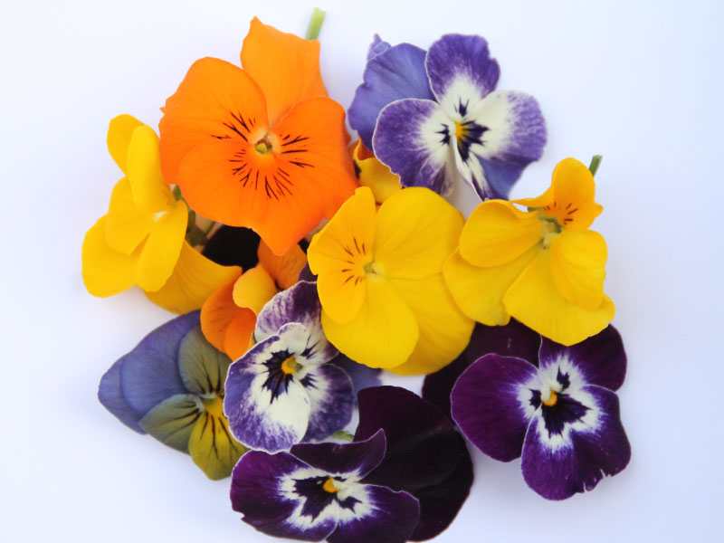 fleurs-comestibles-bloommh-multicolor