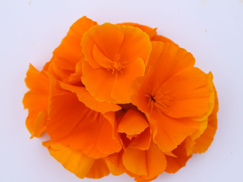 bloommhFleursASavourer-nantes-angers-fermeFlorale-professionnels