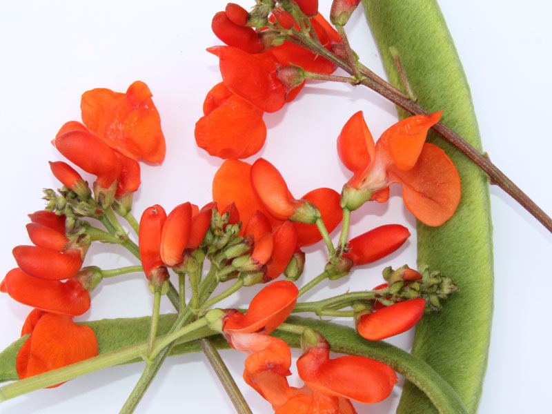 fleurs-comestibles-bloommh-rouge
