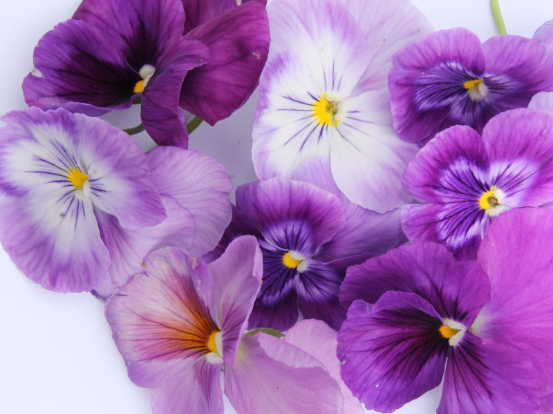 fleurs-comestibles-bloommh-violet