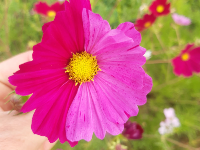 fleurs-comestibles-cosmos
