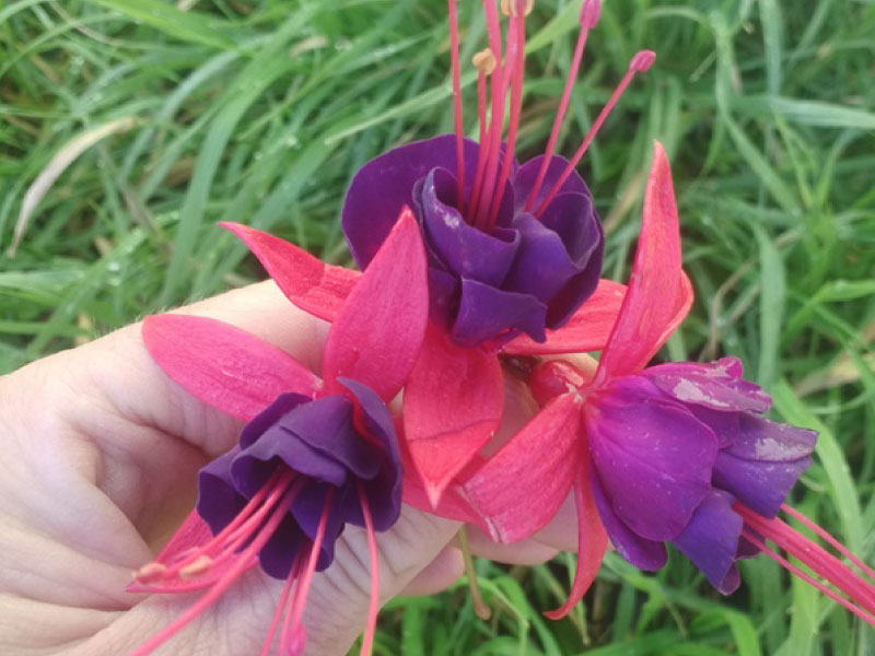 fleurs-comestibles-cueillette